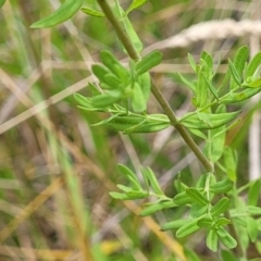 Hypericum perforatum at Bruce Ridge to Gossan Hill - 8 Dec 2023 11:52 AM