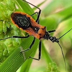 Gminatus australis (Orange assassin bug) at Bruce Ridge to Gossan Hill - 8 Dec 2023 by trevorpreston