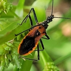 Gminatus australis at Bruce Ridge to Gossan Hill - 8 Dec 2023