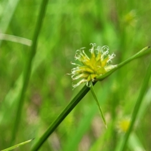 Cyperus sphaeroideus at Bruce Ridge to Gossan Hill - 8 Dec 2023