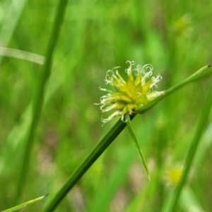 Cyperus sphaeroideus (Scented Sedge) at Bruce Ridge to Gossan Hill by trevorpreston