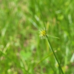 Cyperus sphaeroideus at Bruce Ridge to Gossan Hill - 8 Dec 2023