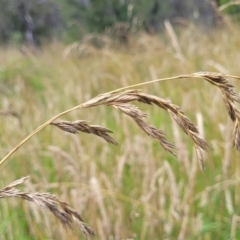 Festuca arundinacea (Tall Fescue) at Bruce, ACT - 8 Dec 2023 by trevorpreston