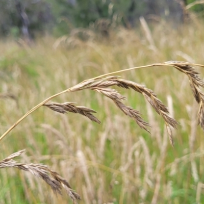 Lolium arundinaceum (Tall Fescue) at Flea Bog Flat, Bruce - 8 Dec 2023 by trevorpreston