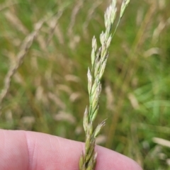 Festuca arundinacea at Flea Bog Flat, Bruce - 8 Dec 2023