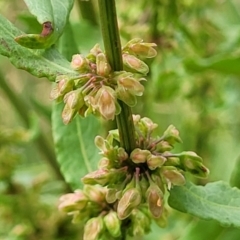 Rumex conglomeratus (Clustered Dock) at Bruce Ridge to Gossan Hill - 8 Dec 2023 by trevorpreston