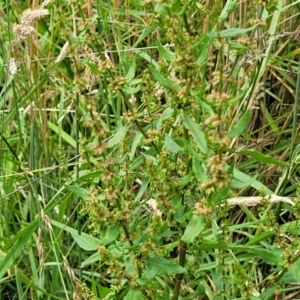 Rumex conglomeratus at Bruce Ridge to Gossan Hill - 8 Dec 2023