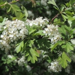 Crataegus monogyna (Hawthorn) at Tuggeranong, ACT - 13 Oct 2023 by michaelb