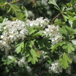 Crataegus monogyna at Tuggeranong Hill - 13 Oct 2023