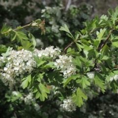 Crataegus monogyna at Tuggeranong Hill - 13 Oct 2023