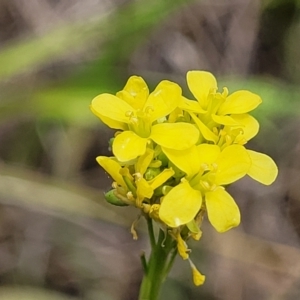 Hirschfeldia incana (Buchan Weed) at Flea Bog Flat, Bruce by trevorpreston