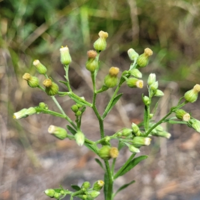 Erigeron sumatrensis (Tall Fleabane) at Bruce Ridge to Gossan Hill - 8 Dec 2023 by trevorpreston