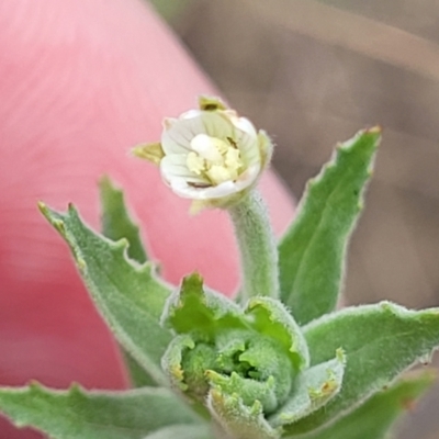 Epilobium hirtigerum (Hairy Willowherb) at CHC100: Calvary Hospital Drain3 , Bruce - 8 Dec 2023 by trevorpreston