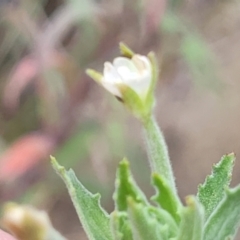 Epilobium hirtigerum at CHC100: Calvary Hospital Drain3 , Bruce - 8 Dec 2023