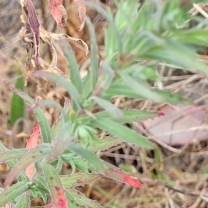 Epilobium hirtigerum at CHC100: Calvary Hospital Drain3 , Bruce - 8 Dec 2023 11:44 AM