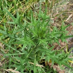 Cirsium vulgare (Spear Thistle) at Bruce, ACT - 8 Dec 2023 by trevorpreston