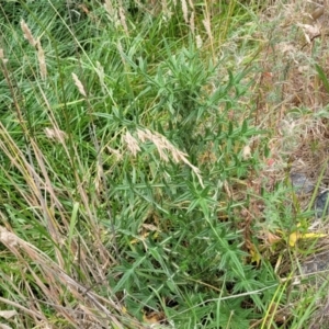 Cirsium vulgare at Bruce, ACT - 8 Dec 2023