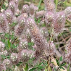 Trifolium arvense (Haresfoot Clover) at CHC100: Calvary Hospital Drain3 , Bruce - 8 Dec 2023 by trevorpreston