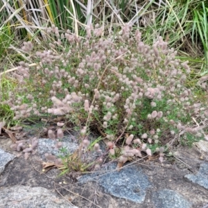 Trifolium arvense at CHC100: Calvary Hospital Drain3 , Bruce - 8 Dec 2023