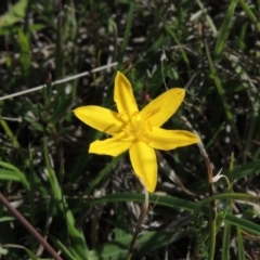 Hypoxis hygrometrica var. villosisepala (Golden Weather-grass) at Tuggeranong, ACT - 13 Oct 2023 by michaelb