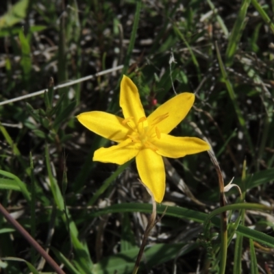 Hypoxis hygrometrica var. villosisepala (Golden Weather-grass) at Tuggeranong Hill - 13 Oct 2023 by michaelb