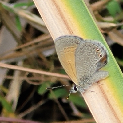 Nacaduba biocellata (Two-spotted Line-Blue) at Bruce, ACT - 8 Dec 2023 by trevorpreston