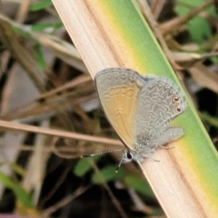 Nacaduba biocellata at Bruce, ACT - 8 Dec 2023