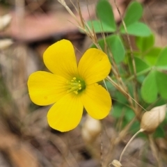 Oxalis exilis (Shady Wood Sorrel) at Bruce, ACT - 8 Dec 2023 by trevorpreston