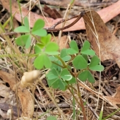 Oxalis exilis at Bruce Ridge to Gossan Hill - 8 Dec 2023