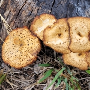 Polyporus arcularius at Bruce Ridge to Gossan Hill by trevorpreston