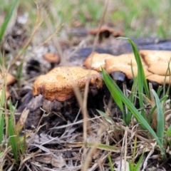 Lentinus arcularius at Bruce Ridge to Gossan Hill - 8 Dec 2023