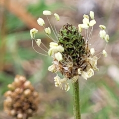 Plantago lanceolata (Ribwort Plantain, Lamb's Tongues) at Bruce, ACT - 8 Dec 2023 by trevorpreston