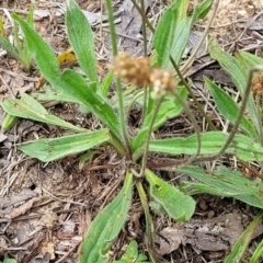 Plantago lanceolata at Bruce Ridge to Gossan Hill - 8 Dec 2023