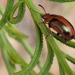 Calomela curtisi (Acacia leaf beetle) at CHC100: Calvary Hospital Drain3 , Bruce by trevorpreston