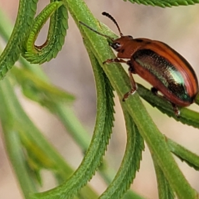Calomela curtisi (Acacia leaf beetle) at Bruce, ACT - 8 Dec 2023 by trevorpreston