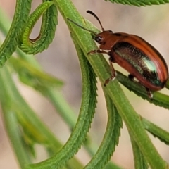 Calomela curtisi (Acacia leaf beetle) at CHC100: Calvary Hospital Drain3 , Bruce - 8 Dec 2023 by trevorpreston
