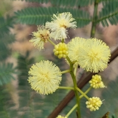 Acacia parramattensis (Parramatta Green Wattle) at Bruce Ridge to Gossan Hill - 8 Dec 2023 by trevorpreston