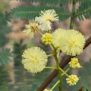 Acacia parramattensis at Bruce Ridge to Gossan Hill - 8 Dec 2023