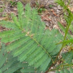 Acacia parramattensis at Bruce Ridge to Gossan Hill - 8 Dec 2023