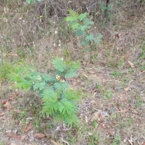 Acacia parramattensis at Bruce Ridge to Gossan Hill - 8 Dec 2023