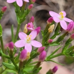 Centaurium erythraea (Common Centaury) at Flea Bog Flat, Bruce - 8 Dec 2023 by trevorpreston