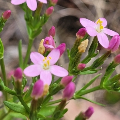 Centaurium erythraea (Common Centaury) at Bruce, ACT - 8 Dec 2023 by trevorpreston