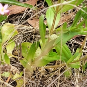 Centaurium erythraea at Bruce Ridge to Gossan Hill - 8 Dec 2023