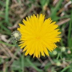 Hypochaeris radicata (Cat's Ear, Flatweed) at Flea Bog Flat, Bruce - 8 Dec 2023 by trevorpreston