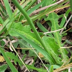 Hypochaeris radicata at Flea Bog Flat, Bruce - 8 Dec 2023