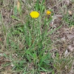 Hypochaeris radicata at Flea Bog Flat, Bruce - 8 Dec 2023 11:35 AM