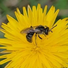 Lasioglossum (Chilalictus) lanarium (Halictid bee) at Bruce Ridge to Gossan Hill - 8 Dec 2023 by trevorpreston