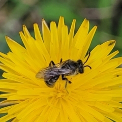 Lasioglossum (Chilalictus) lanarium at Flea Bog Flat, Bruce - 8 Dec 2023