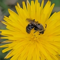 Lasioglossum (Chilalictus) lanarium at Flea Bog Flat, Bruce - 8 Dec 2023