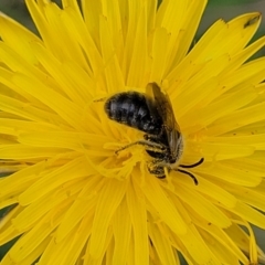 Lasioglossum (Chilalictus) lanarium at Flea Bog Flat, Bruce - 8 Dec 2023